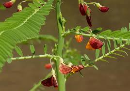 Image result for Sesbania