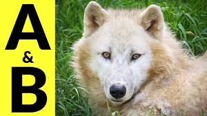 We also only used common names of animals that start with n; Animals Starting With A B Learn Animal Words That Start With Letters A And B Youtube