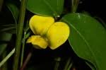 Image result for Sphenostylis marginata