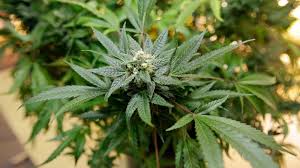 Check spelling or type a new query. One Of California S Biggest Cannabis Companies Looks To Grow Some Green On The Canadian Stock Exchange Abc News