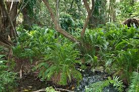 Image result for Nephrolepis biserrata