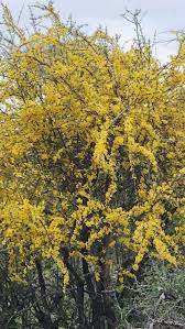 Image result for Rhigozum