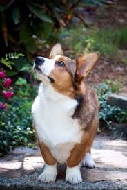 Find corgis for sale in rochester, mn on oodle classifieds. 39 Cardigan Welsh Corgi Ideas Welsh Corgi Cardigan Welsh Corgi Corgi