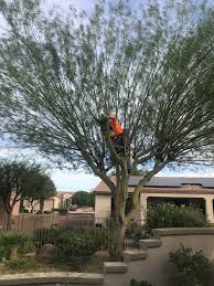 If you have any questions about palm tree removal services, or if you need palm tree skinning service in south florida, please contact us at. Tree Removal And Tree Trimming Goodyear Az