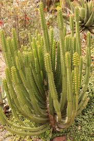 Image result for Euphorbia kilwana