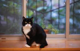 Fotograf Kucuk Orta Boy Kediler Felidae Biyik Etobur Pencere Yerli Kisa Sacli Kedi Agac Amerikan Tel Kafasi Ahsap Kurk Polidktil Kedi Kara Kedi 5898x3788 1552893 Ucretsiz Resimler Pxhere