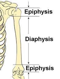 Select the correct statement about the life cycle of a fern.? Bone Structure Anatomy Explained What Is Bone Marrow