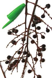 Image result for Allophylus abyssinicus