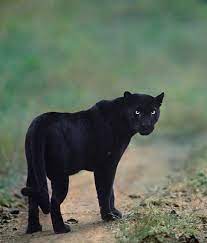 Love Is In The Pair Exploring The Bond In Their Own Habitat Is An Art Where Animals Are Invincible When Are You Expl Big Cats Indian Animals Majestic Animals