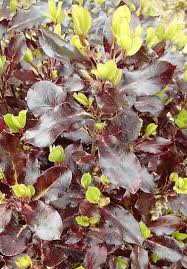 Maybe you would like to learn more about one of these? Andre Briant The European Specialist Of Ornamental Young Plants Welcome Variety Range Access To Varieties Plants For Mild Climates