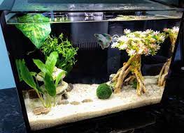 We can hang out at the burger shack until they close at 9:00 pm. Top Fin Asian Cherry Blossom Tree Aquarium Ornament Fish Ornaments Petsmart