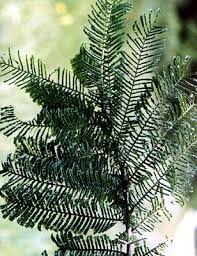 Image result for Acacia abyssinica