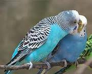 Birds For Sale Tamil Nadu Ads Tamil Nadu Birds For Sale Classifieds Tamil Nadu Birds For Sale Free Ads Tamil Nadu Ads For Sale Tamil Nadu Ads To Buy Tamil Nadu Freeads