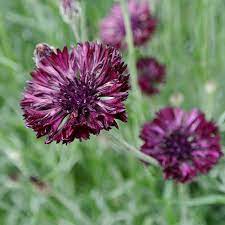 Bachelor S Button Black Ball Organic Adaptive Seeds Bachelor Button Flowers Annual Flowers Bachelor Buttons