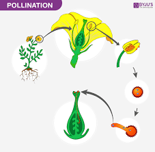 Look outside and you're likely to see many different types of flowers; Pollination Introduction Process And Types Of Pollination