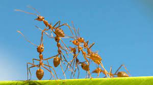 Maybe you would like to learn more about one of these? Fire Ants Symptoms And Treatments