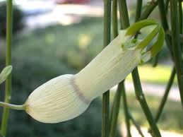 Image result for Ceropegia filipendula