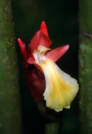 Image result for Aframomum angustifolium