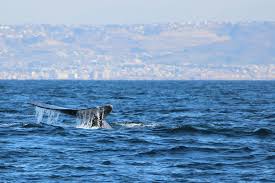 Get arms reach from dolphins and whales all year long! Whale Watching Walbeobachtung San Diego 2021