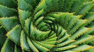 Aloe vera ist bekannt für ihre heilende wirkung und hat als zimmerpflanze zudem einen hohen dekorativen die sonnenliebende pflanze eignet sich ideal für einen platz im hellen wintergarten und kann in den für die haushaltsapotheke ist die aloe vera ein muss: Aloe Vera Gel Wie Sie Pflegeprodukte Herstellen Konnen Und Ihre Wirkung
