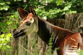 Everything you should know about the okapi. Okapi Im Zoo Leipzig Hautnah Erleben