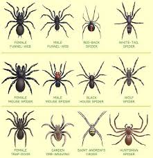 Deadliest Spiders In Australia