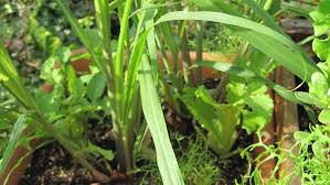 It grew well, about 4 ft. How To Grow Lemon Grass In Containers Vertical Veg
