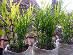 Pembayaran mudah, pengiriman cepat & bisa cicil 0%. Lahan Sempit Untuk Apotik Hidup