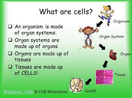 We did not find results for: Parts Of A Cell Ppt Video Online Download Plant And Animal Cells What Is Cell Cell Theory