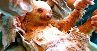 See more ideas about sloth, baby sloth, cute sloth. Baby Sloths Taking A Bath Album On Imgur