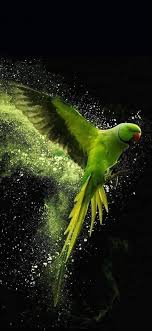 Vento Ventania In 2020 Parrot Wallpaper Animal Wallpaper Animal Print Wallpaper