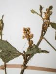 Image result for Crotalaria longithyrsa