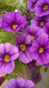 Maybe you would like to learn more about one of these? 22 Purple Flowers For Gardens Perennials Annuals With Purple Blossoms