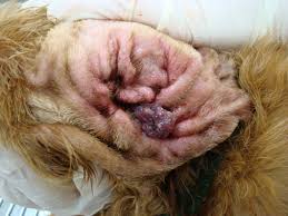 Image result for abscess dog's ear flap
