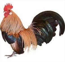 The difference is the addition of a blue gene that turns the black areas a steely gray. Dutch Bantams