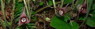 Asarum Caudatum Wild Ginger Portland Nursery
