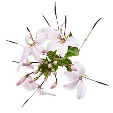 Image result for Cleome bororensis