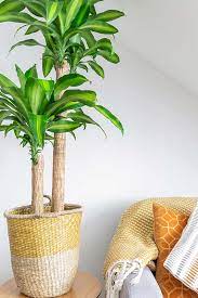 Surprise your loved ones with a fresh proflowers® flower delivery. 15 Best Indoor Plants For Apartment Living