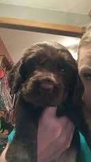 Boykin spaniel brandywine creek boykin spaniels home page. Puppyfinder Com Boykin Spaniel Puppies Puppies For Sale Near Me In South Carolina Usa Page 1 Displays 10