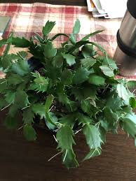 You can propagate a variety of different plants through during the rooting process, you want to keep your cutting watered but not soaked. Why Is My Christmas Cactus Growing Aerial Roots Imgur