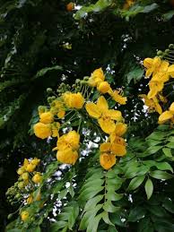 Image result for Cassia angolensis