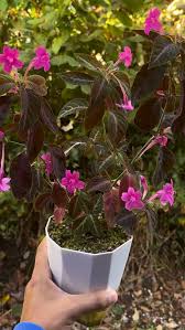 Image result for Ruellia makoyana