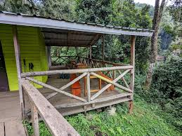 Image result for Senecio milanjianus