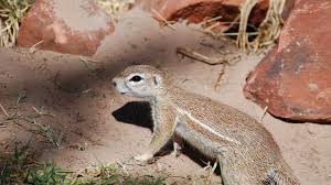 And despite its common depiction as the ubiquitous cactus, the saguaro only grows in the sonoran desert, which covers mostly parts of western sonora in northern mexico, southern arizona in the us, and a tiny bit of southern california. Keeping A New Generation Of Rodents Off Your Desert Garden