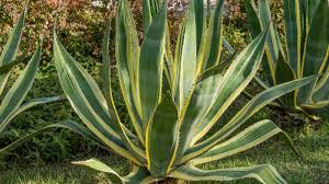 Image result for Agave