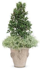 Castle Spire® Blue Holly | Proven Winners – Great Garden Plants
