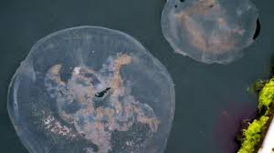 Gefährliche Quallen - Fünf Arten die du meiden solltest im Meer