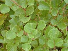 Image result for Rubus ellipticus