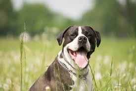 It's also possible that an individual dog is intolerant of zucchini. Should I Be Feeding Zucchini To My Dogs Pawstruck Press