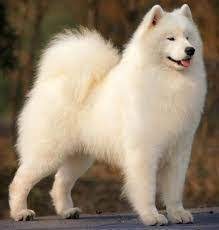 resultat de recherche d images pour sabaka chiens samoyedes chien samoyede